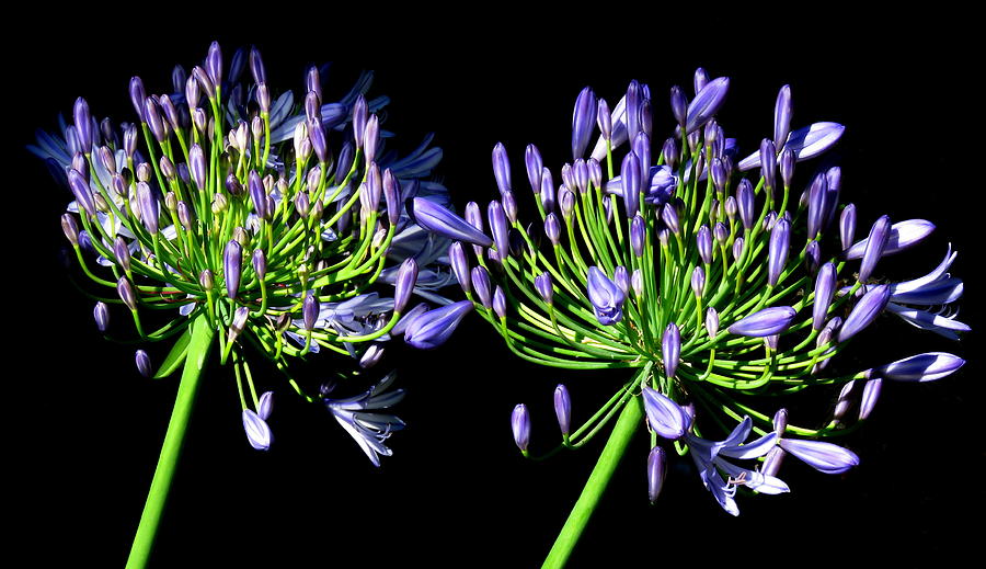 African Lilies  Agapanthus  Photograph by John Topman