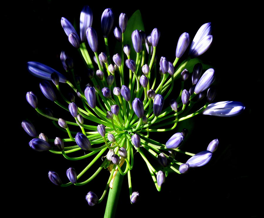 African Lily Agapanthus Photograph by John Topman