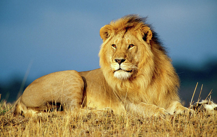 African Lion 2 Photograph by Ellen Henneke