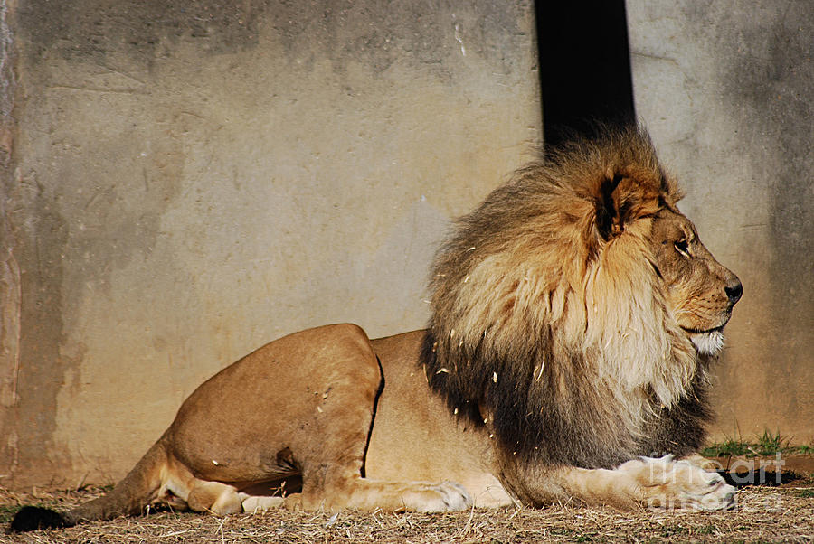 African Lion 20150117_211 Photograph by Tina Hopkins