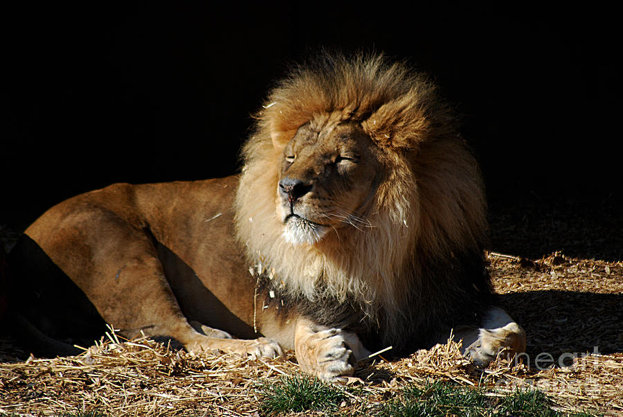 African Lion 20150117_365 Photograph by Tina Hopkins