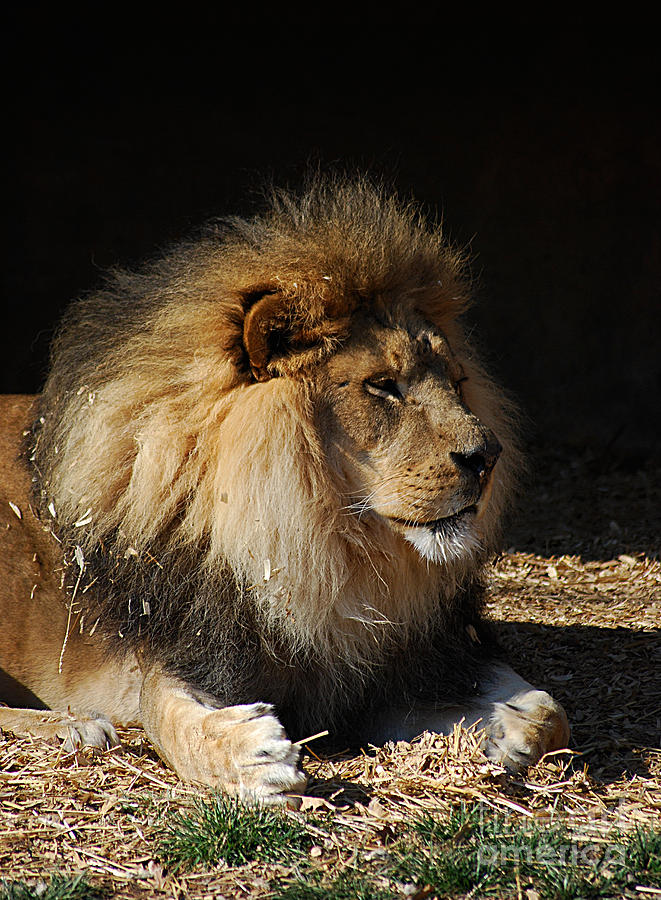 African Lion 20150117_389 Photograph by Tina Hopkins