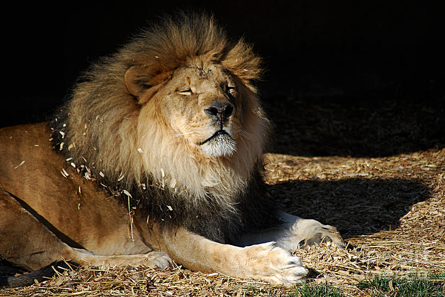 African Lion 20150117_396 Photograph by Tina Hopkins