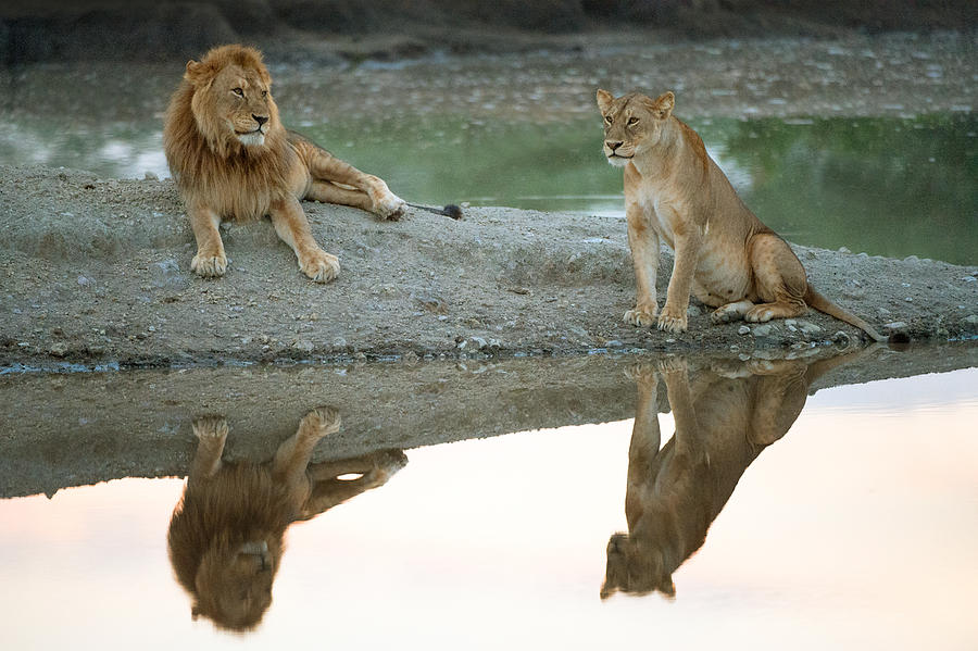 lion and lioness picture