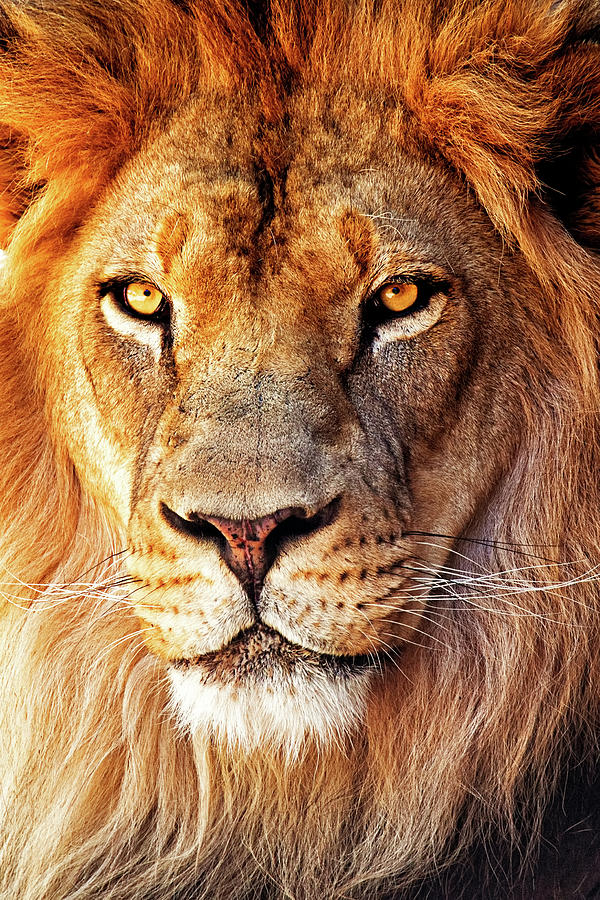 Nature Photograph - African Lion Closeup by Good Focused