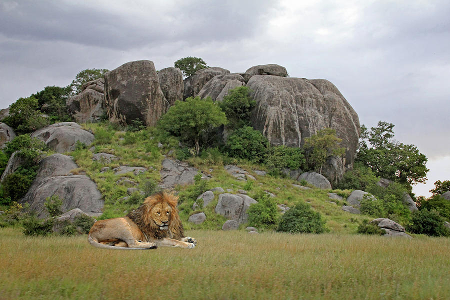 African Lion Country Photograph by Gill Billington