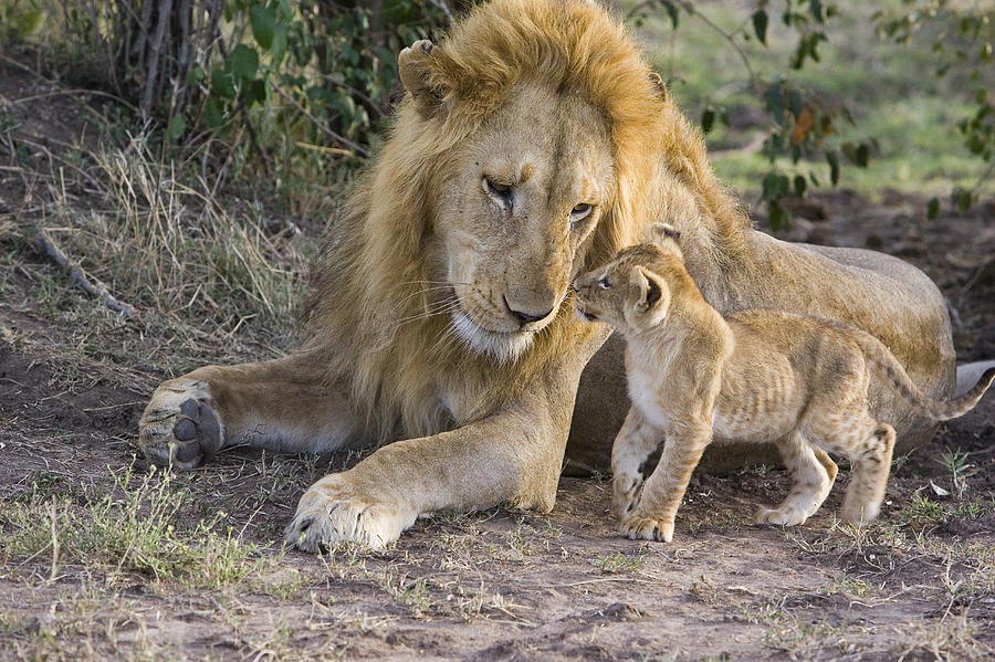 African Lion Cub Approaches Adult Male Photograph by Suzi Eszterhas
