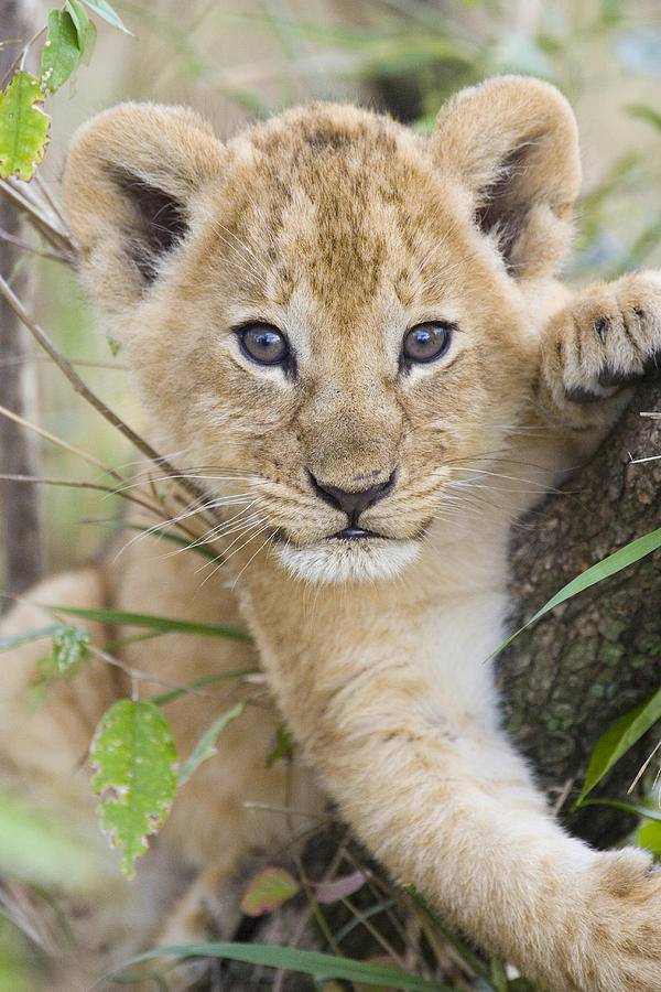 African Lion Cub Kenya Photograph by Suzi Eszterhas