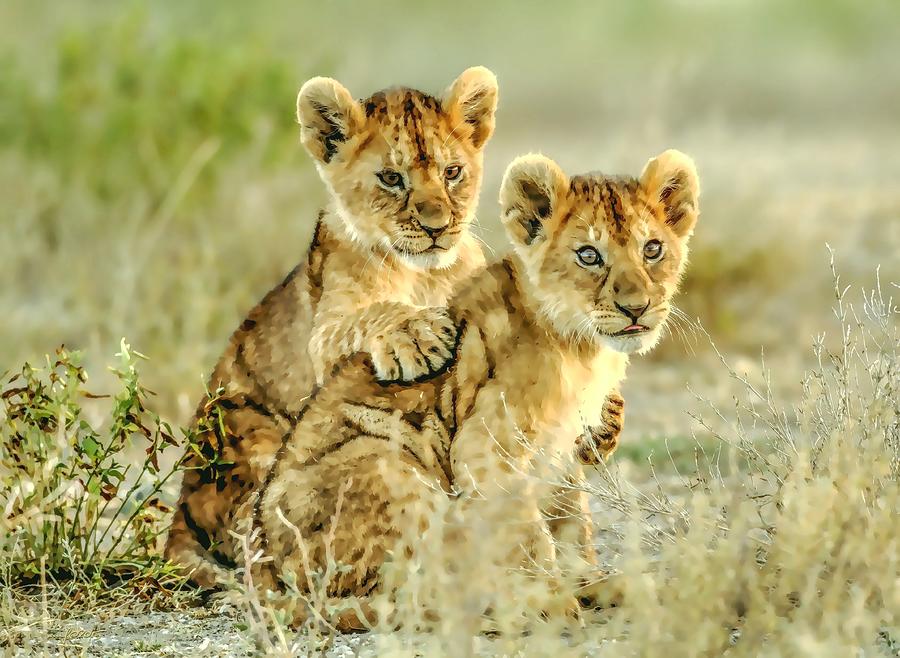 African Lion Cubs Painting
