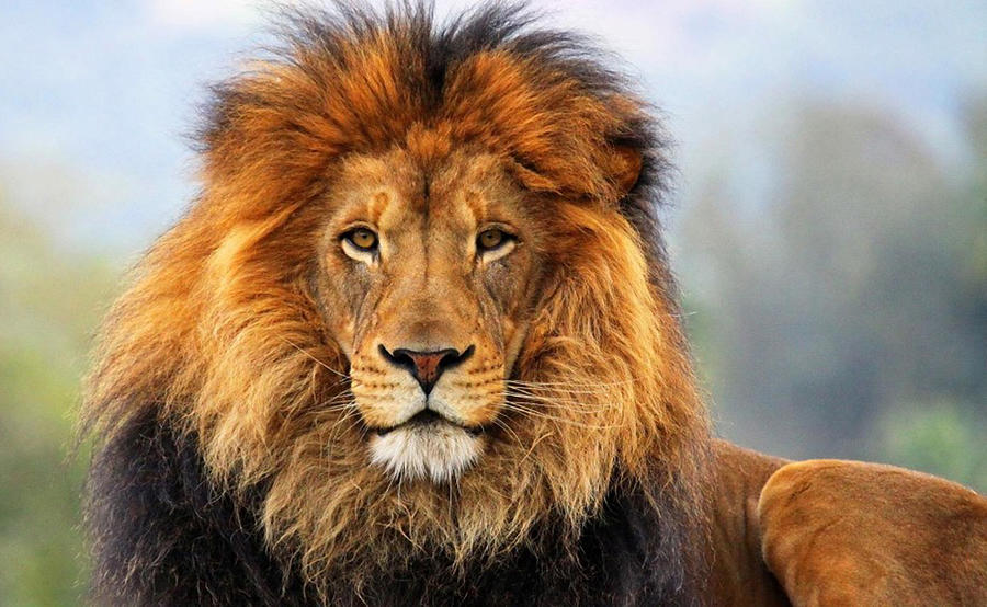 Wildlife Photograph - African Lion 1 by Ellen Henneke