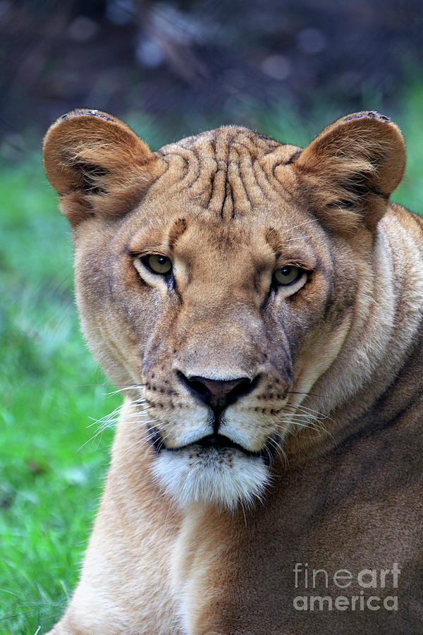 African Lion female Photograph by John Van Decker