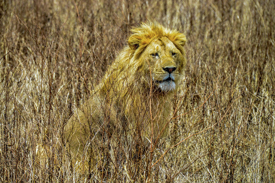 African Lion in Camouflage Photograph by Marilyn Burton