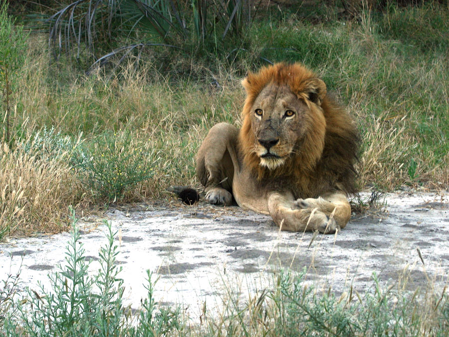 African Lion Photograph by Karen Zuk Rosenblatt