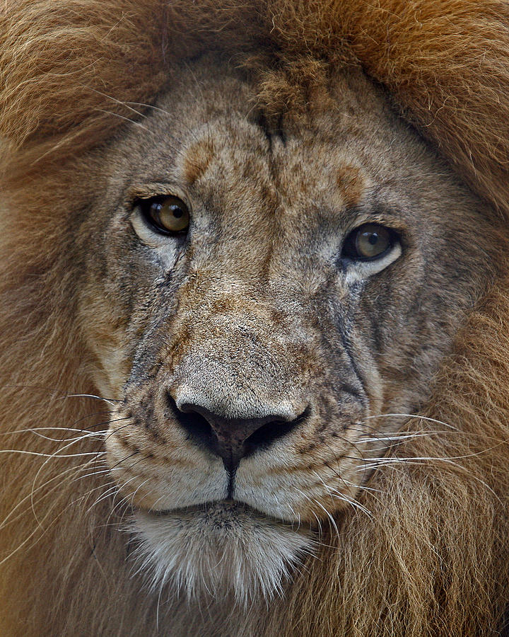 Nature Photograph - African Lion by Larry Linton