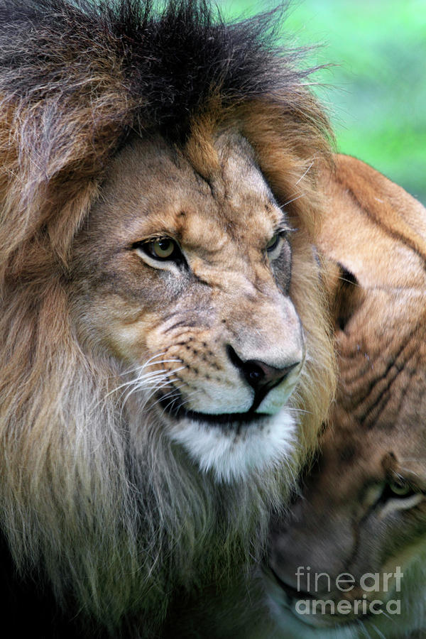 African Lion male Photograph by John Van Decker