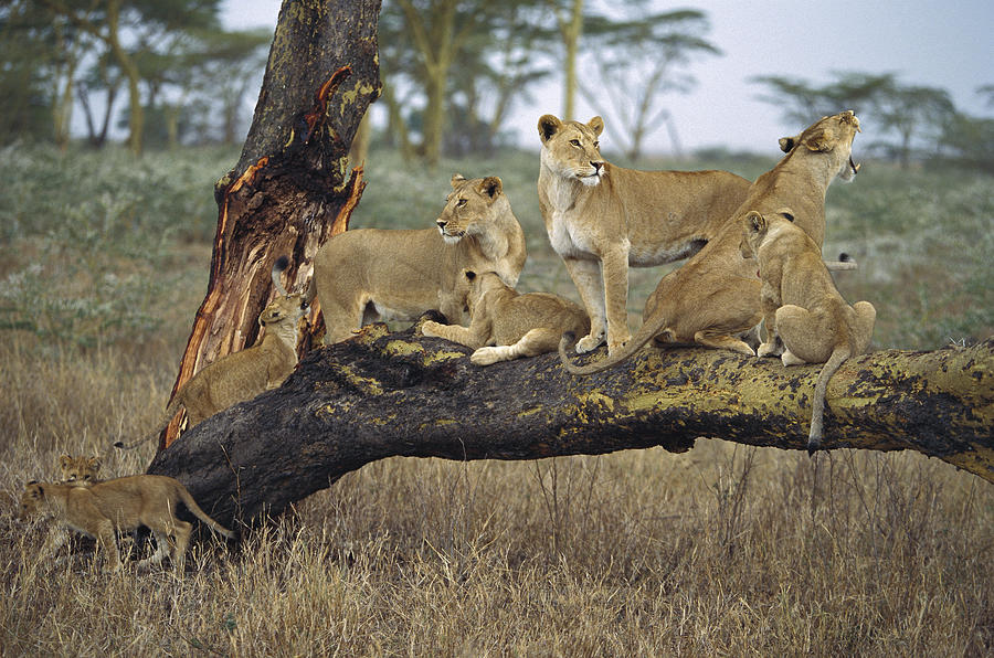 African Lion Panthera Leo Family Photograph by Konrad Wothe