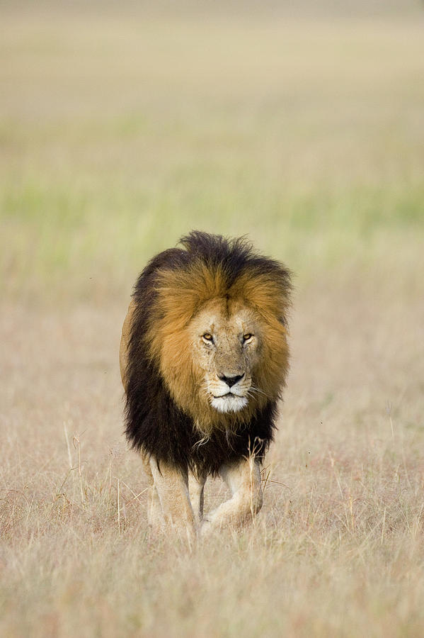 African Lion Panthera Leo Male, Masai Photograph by Suzi Eszterhas