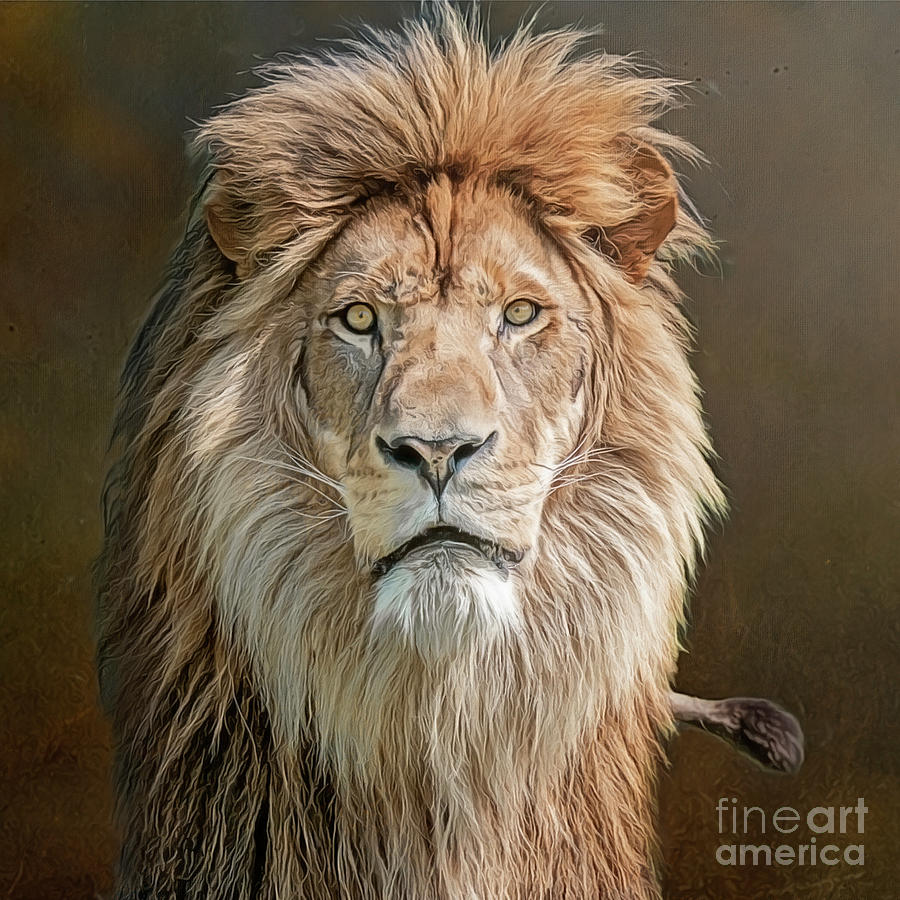 African Lion Portrait Photograph by Brian Tarr