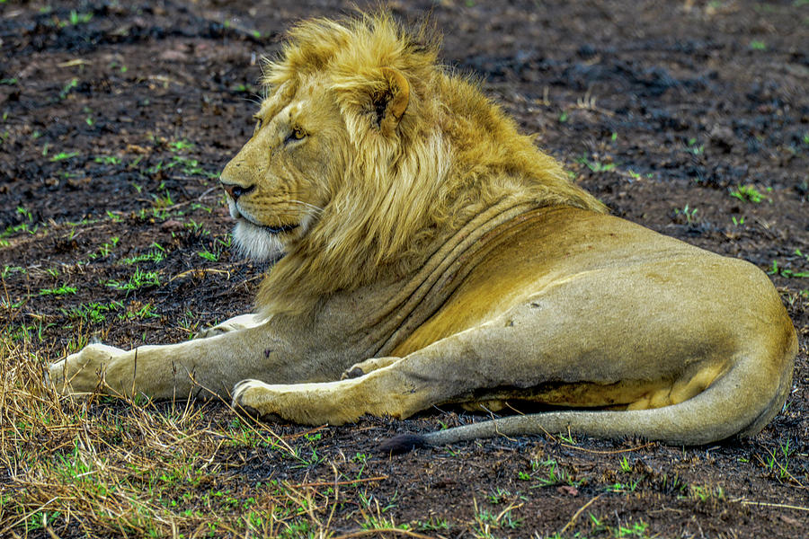 African Lion Resting Photograph by Marilyn Burton