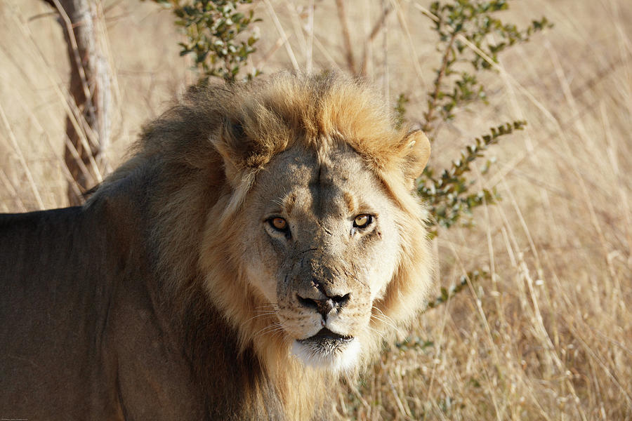 African Lion Photograph by Robert Atkins | Fine Art America