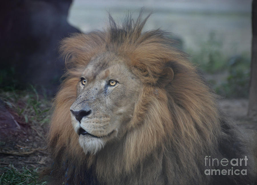 African Lion  Photograph by Savannah Gibbs