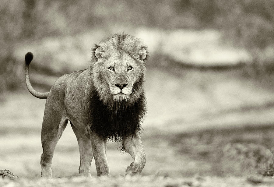 African Lion Sepia Photograph by Max Waugh