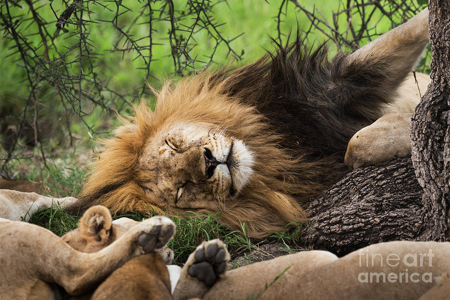 African lion sleeping in Serengeti Photograph by RicardMN Photography
