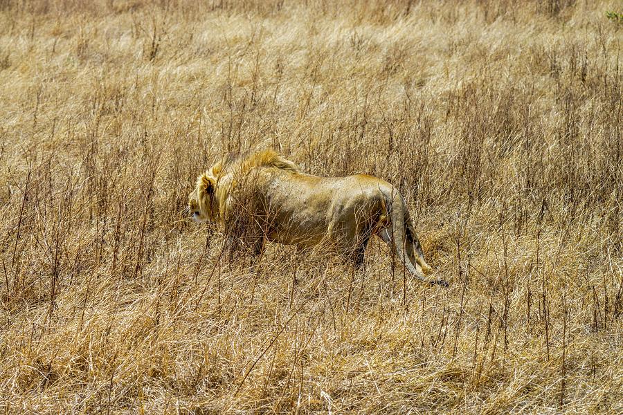 African Lion Stalking Photograph by Marilyn Burton