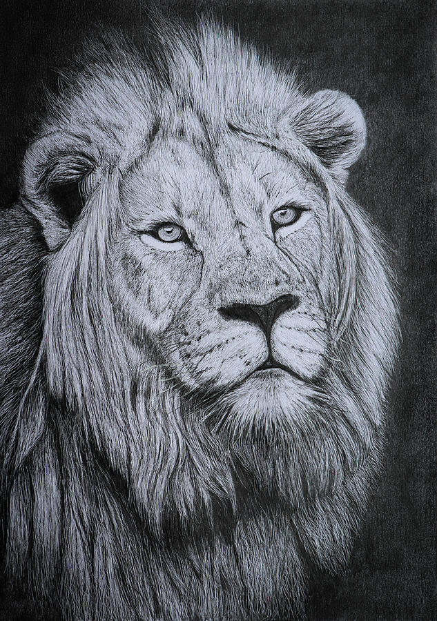male african lion on Behance