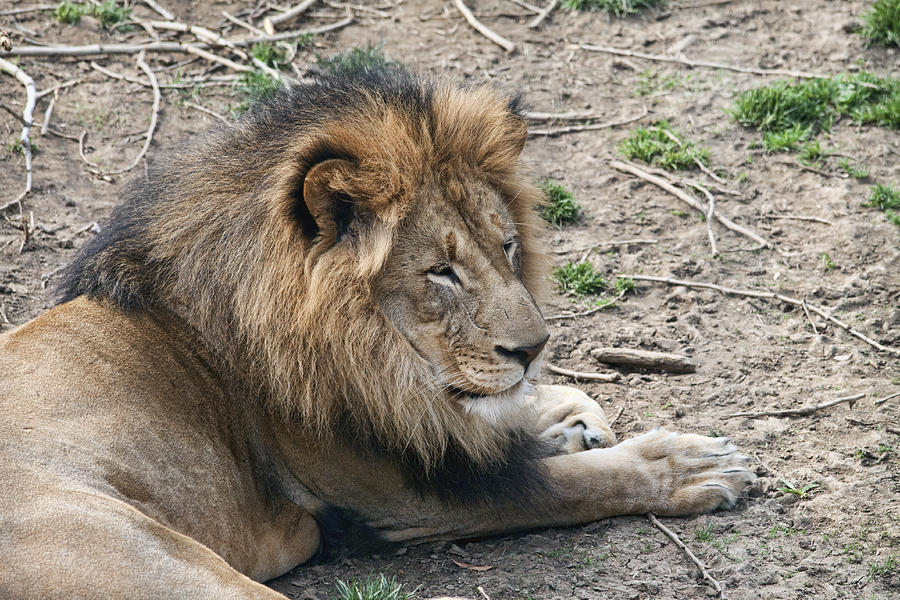 African Lion Photograph by Tom Mc Nemar
