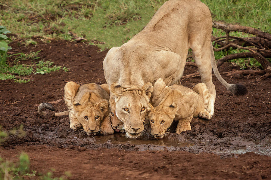 African Lioness And Cubs Photograph By Mark Coran Fine Art America 6227