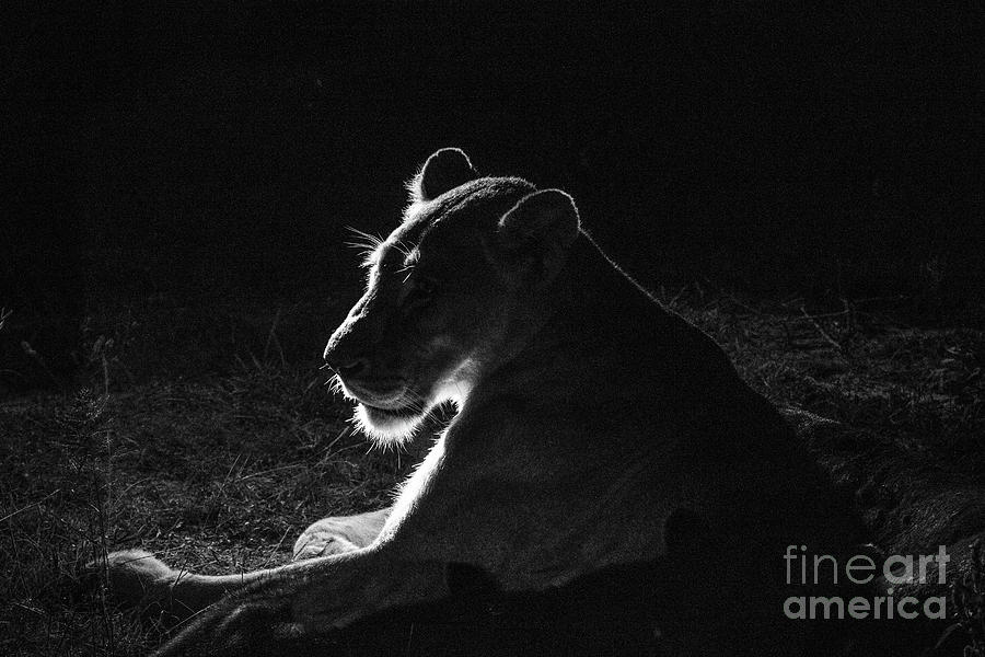 African Lioness at Night Photograph by Jennifer Ludlum