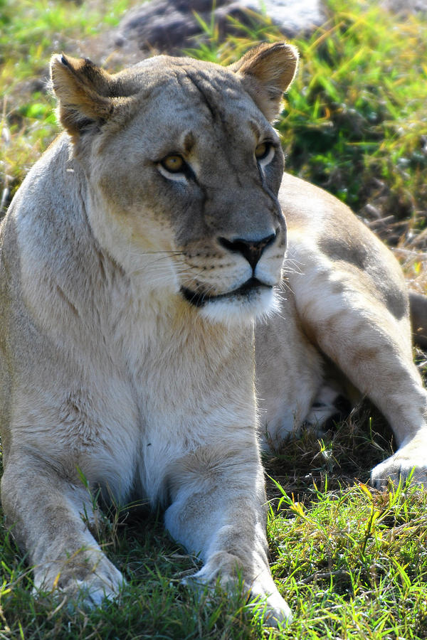 African Lioness Photograph by David Drew