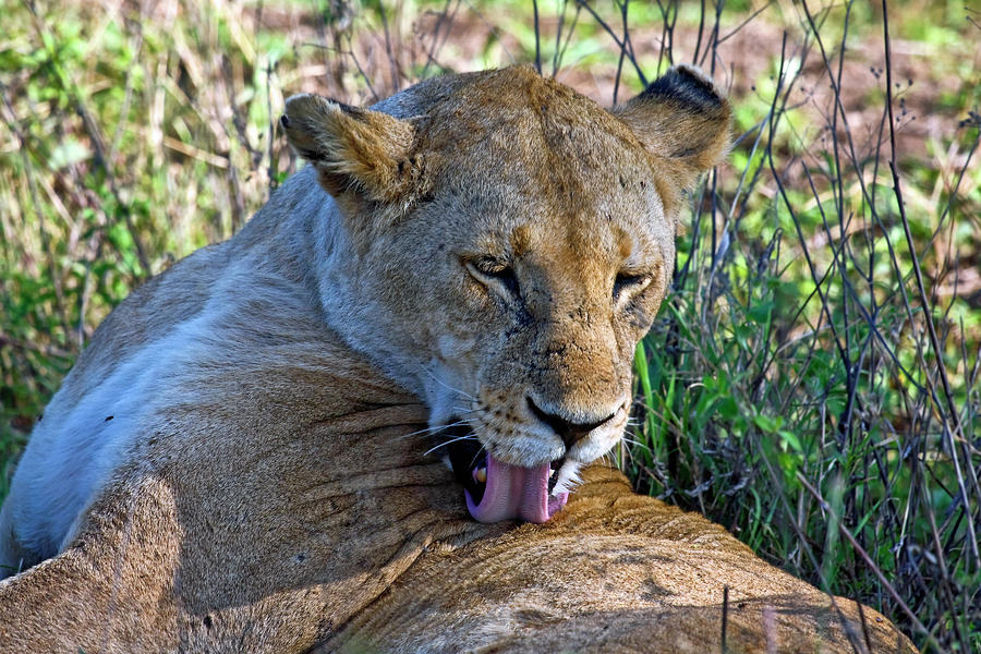 African Lioness Grooming Photograph by Sally Weigand