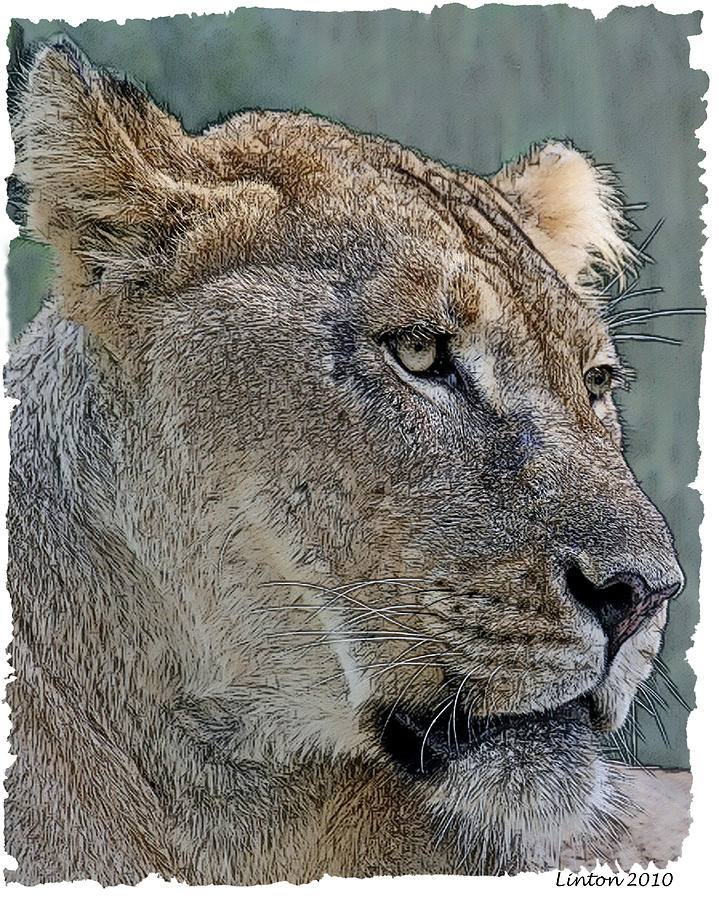 Cat Digital Art - African Lioness by Larry Linton