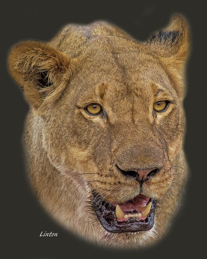 Lioness Digital Art - African Lioness Tee by Larry Linton