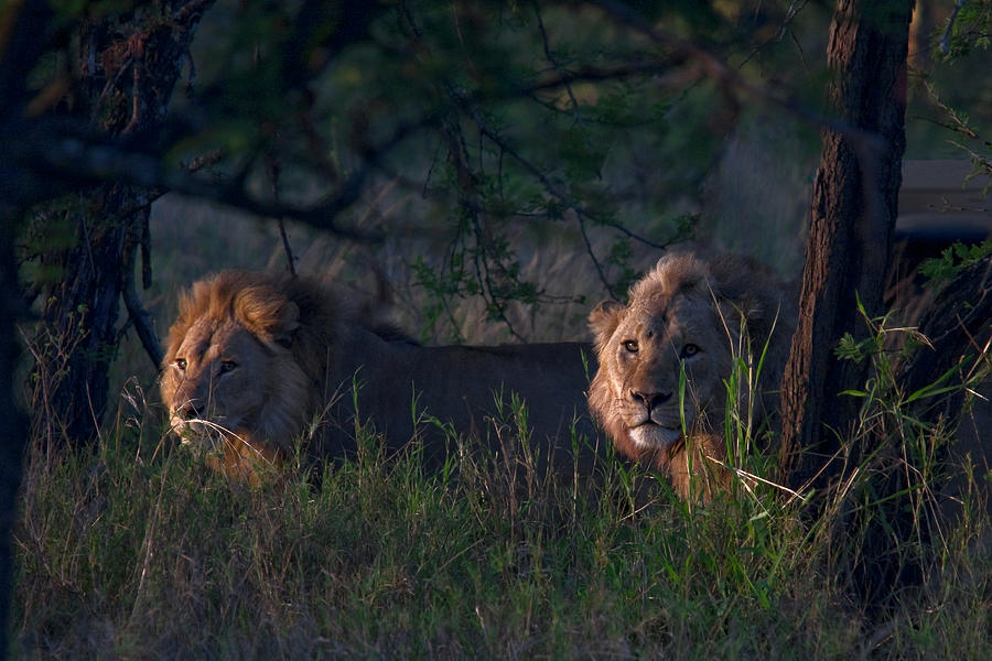 African Lions Early Morning Photograph by Sally Weigand
