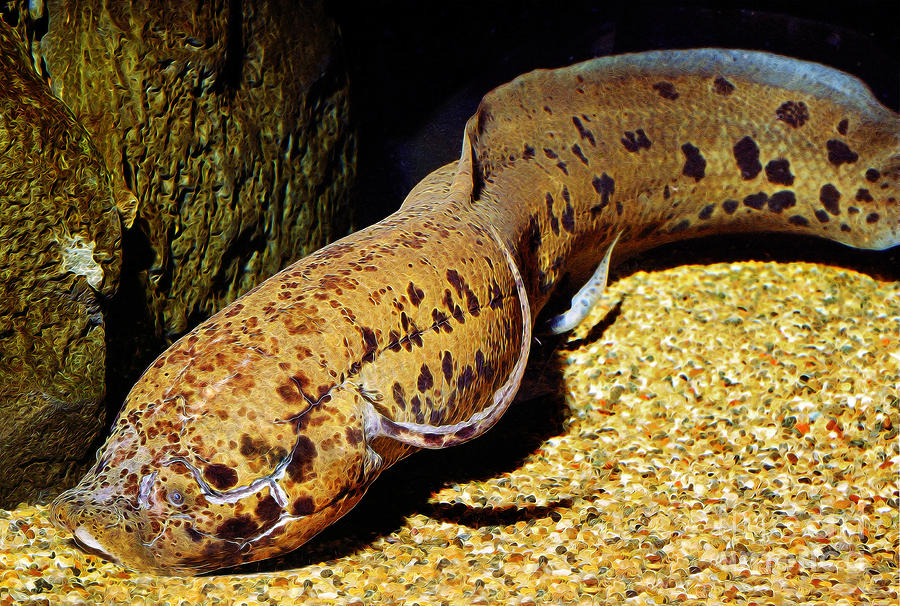 African Lungfish - Protopterus annectens Photograph by Wernher Krutein