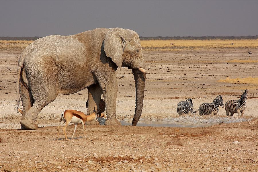 African Menagerie Photograph by Stacie Gary - Fine Art America