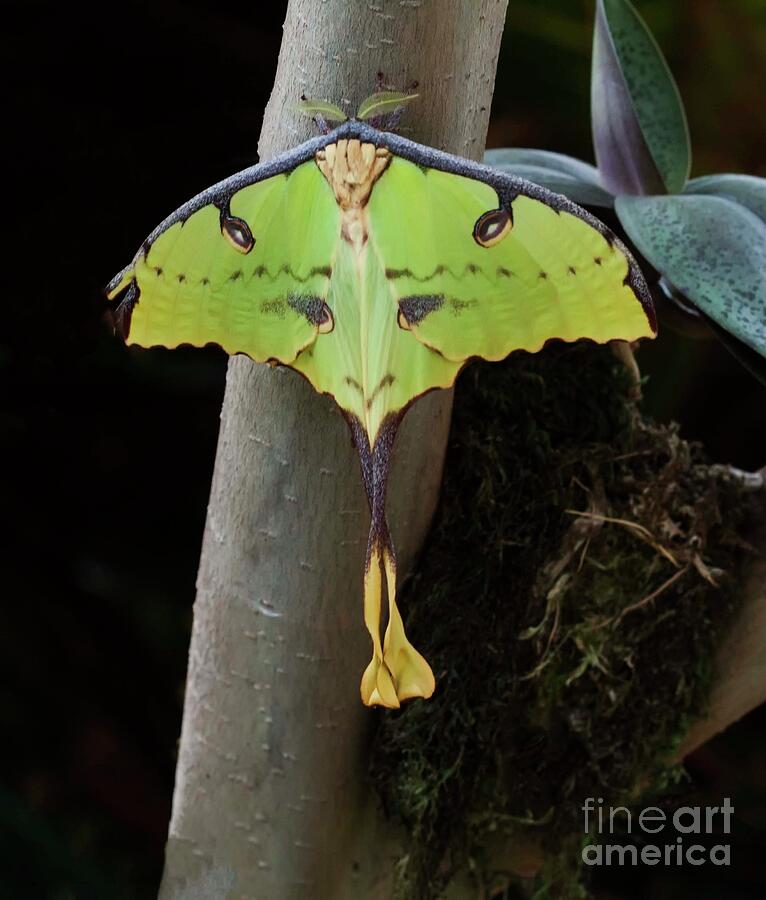 African moon moth Photograph by Ruth Jolly