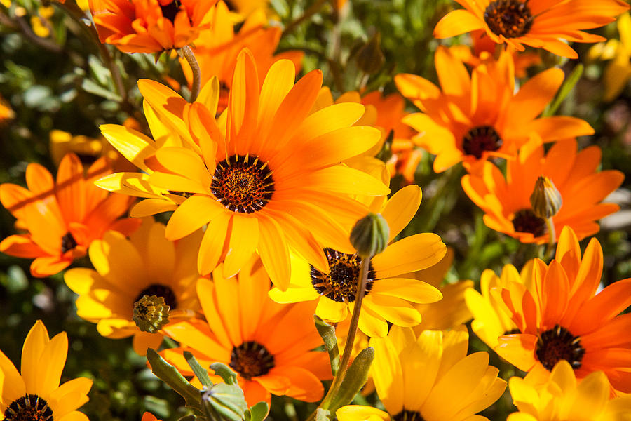 African orange and yellow daisies Photograph by Dina Calvarese