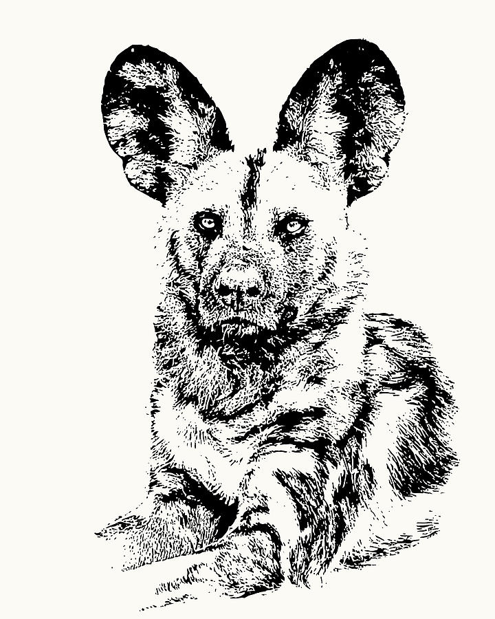 Painted Dog Photograph - African Painted Dog Making Eye Contact by Scotch Macaskill Painted Dog Photograph - African Painted Dog Making Eye Contact by Scotch Macaskill