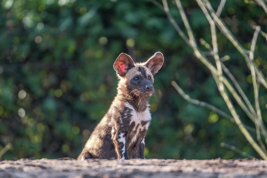 Nature Photograph - African Painted Dog - Pup by Darren Wilkes