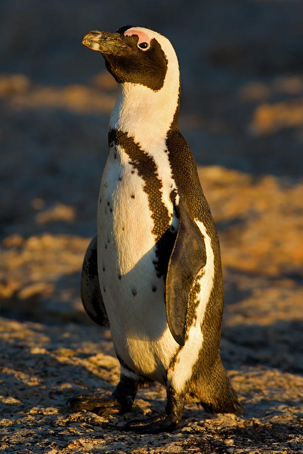 African Penguin, Boulders Bay Photograph by Aivar Mikko