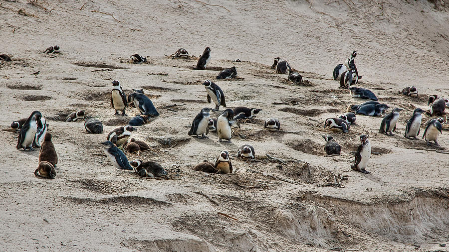 African Penguin colony Photograph by Claudio Maioli