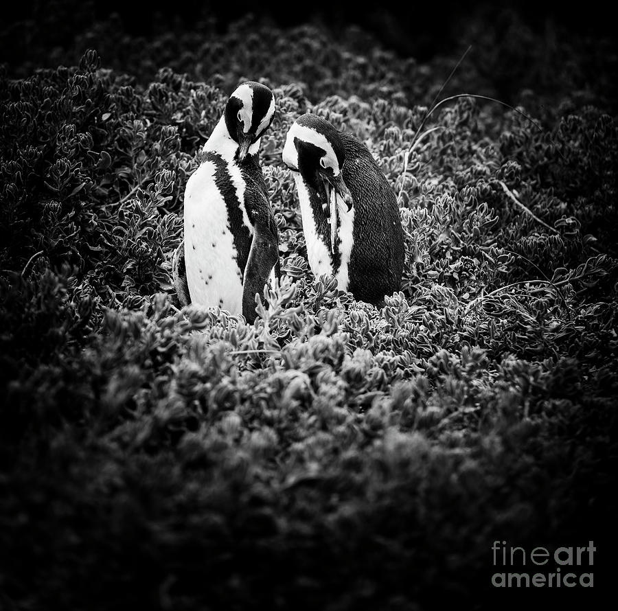 African Penguin Couple Black And White Photograph