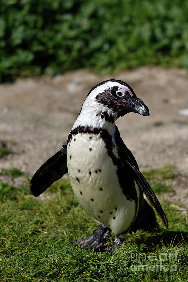 African penguin Photograph by George Atsametakis