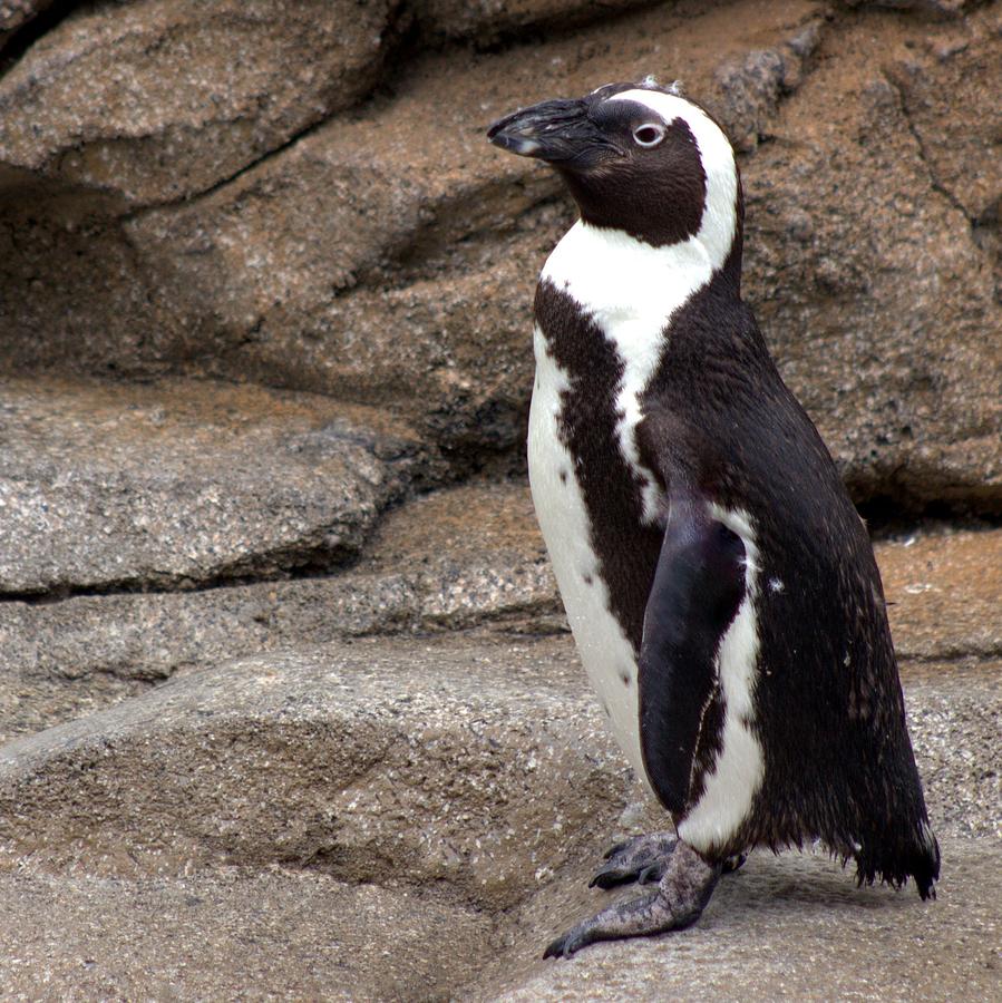 African Penguin Photograph by Joseph Skompski