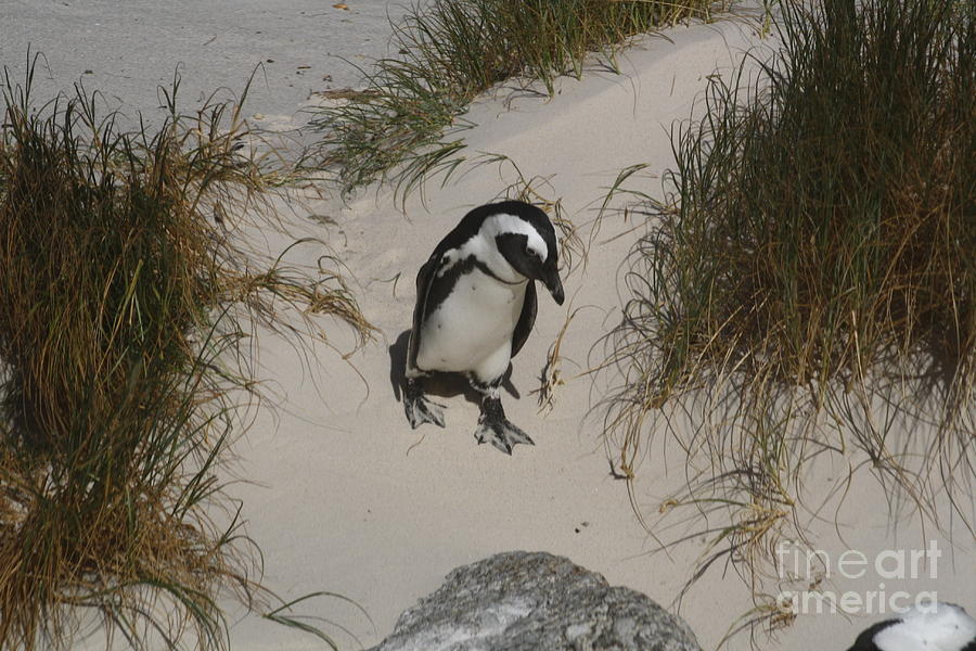 African Penguin on a Mission Photograph by Bev Conover