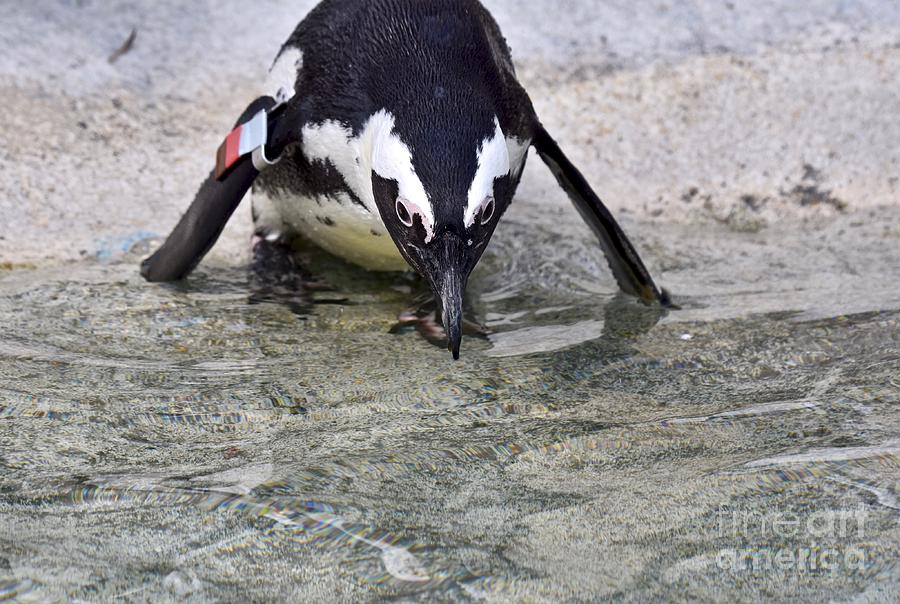 African Penguin Preparing To Swim Photograph